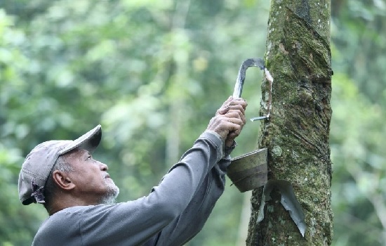 Malaysia dự báo giá cao su sẽ tiếp tục giảm 